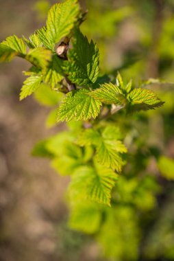 Ahududu çiçeklenir bahçede güneşte
