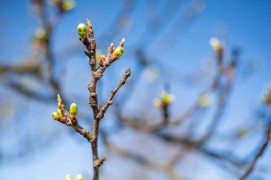Baharın başlangıcının arka planı. Baharın başlarında bahçede çiçek açan meyve ağaçları. yakın plan
