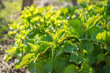 Tarladaki güneş ışınlarında yeşil ısırgan otu.