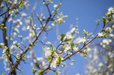 Baharın başlangıcının arka planı. Baharın başlarında bahçede çiçek açan meyve ağaçları. yakın plan