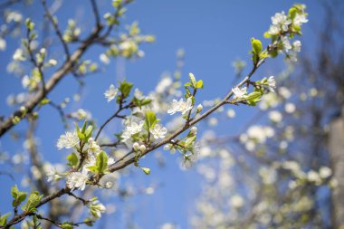 Baharın başlangıcının arka planı. Baharın başlarında bahçede çiçek açan meyve ağaçları. yakın plan