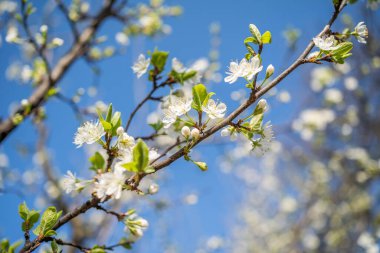 Baharın başlangıcının arka planı. Baharın başlarında bahçede çiçek açan meyve ağaçları. yakın plan