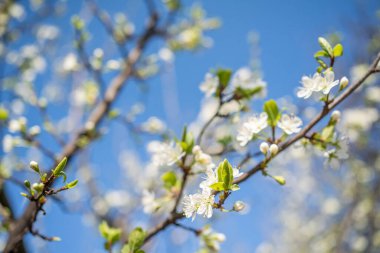 Baharın başlangıcının arka planı. Baharın başlarında bahçede çiçek açan meyve ağaçları. yakın plan