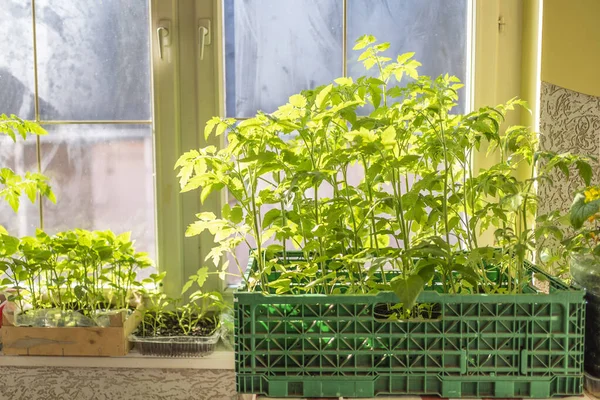 Semis Sur Les Fenêtres Maison Cultiver Des Légumes Maison — Photo