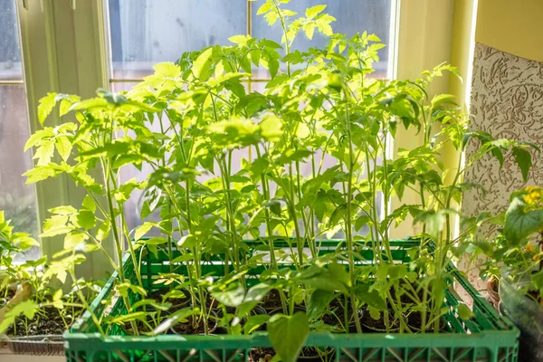 Setzlinge Fenstern Hause Gemüseanbau Hause — Stockfoto