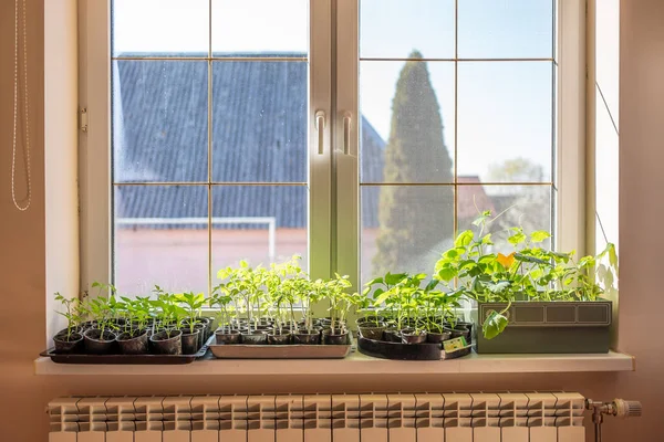 Seedlings Windows Home Growing Vegetables Home — Stock Photo, Image