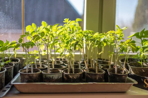 stock image seedlings on windows at home. growing vegetables at home.