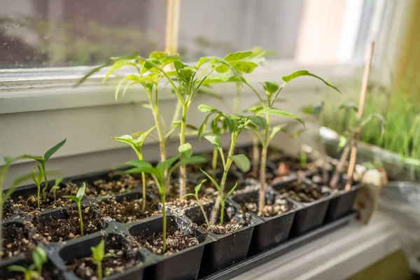 stock image seedlings on windows at home. growing vegetables at home.