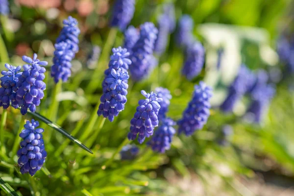 Arrière Plan Début Printemps Petites Fleurs Violettes Soleil Par Une — Photo