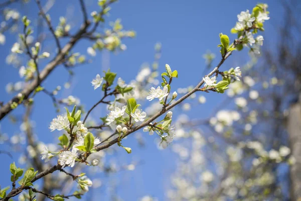 Baharın başlangıcının arka planı. Baharın başlarında bahçede çiçek açan meyve ağaçları. yakın plan