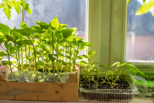 창문에 묘목을 심는다 집에서 채소를 재배하는 로열티 프리 스톡 사진