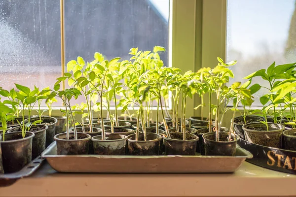 창문에 묘목을 심는다 집에서 채소를 재배하는 스톡 이미지