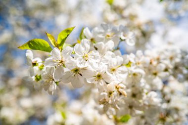 Ağaçtaki beyaz küçük çiçeklerle kiraz çiçekleri.