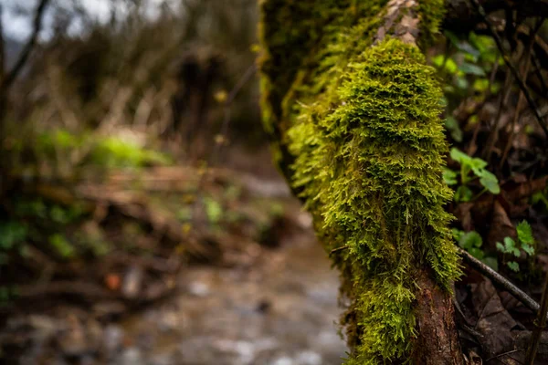 森林里溪流边覆盖着苔藓的老树 — 图库照片