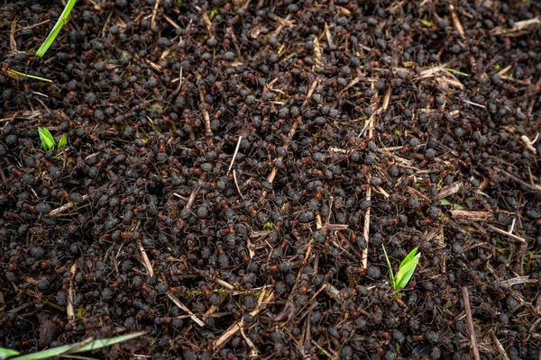 Ant-hill. Close up view onto big forest fire ants working. Anthill in forest scene.