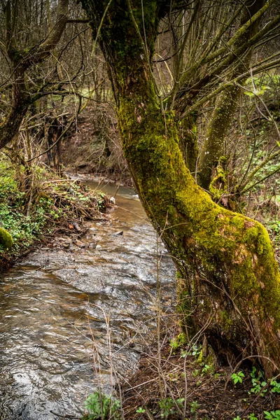 Vieux Arbres Couverts Mousse Près Ruisseau Dans Forêt — Photo