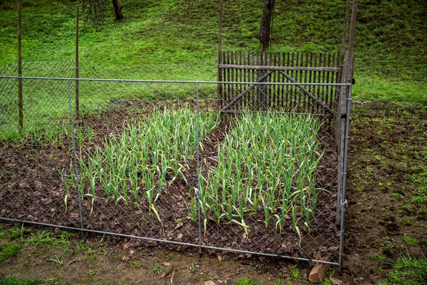 Frühe Knoblauchpflanzen Auf Einem Boden Frühjahr Dicht Knoblauchplantage Aus Biologischem — Stockfoto