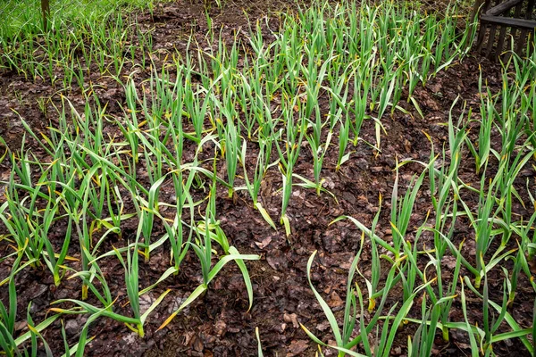 Frühe Knoblauchpflanzen Auf Einem Boden Frühjahr Dicht Knoblauchplantage Aus Biologischem — Stockfoto