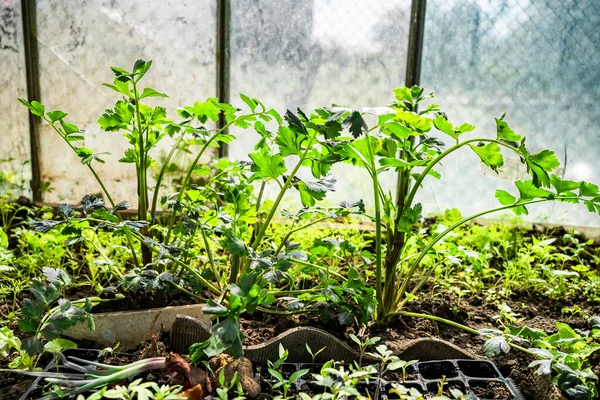 Gewächshaus Garten Eigenes Bio Gemüse — Stockfoto