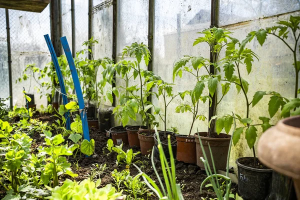 Serre Maison Dans Jardin Légumes Biologiques Cultivés Maison — Photo