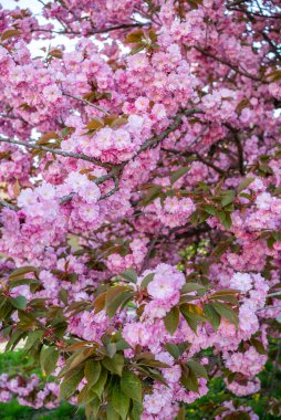 Bahçede kiraz çiçekleri. Nisan ayının baharı başlıyor..