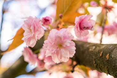 Bahçede kiraz çiçekleri. Nisan ayının baharı başlıyor..
