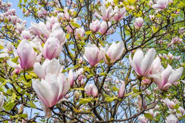 Gökyüzünün arka planında çiçek açan manolya. Nisan ayının baharı başlıyor..