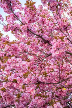 Bahçede kiraz çiçekleri. Nisan ayının baharı başlıyor..