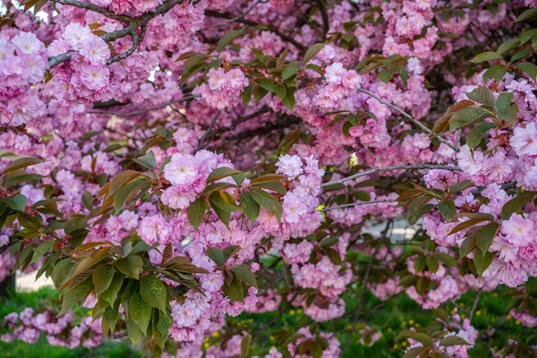 Kwitnie Wiśnia Ogrodzie Początek Wiosny Kwiecień Kwitną — Zdjęcie stockowe