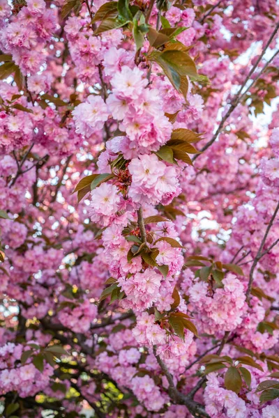 Cerejeira Floresce Jardim Início Primavera Abril Flor — Fotografia de Stock
