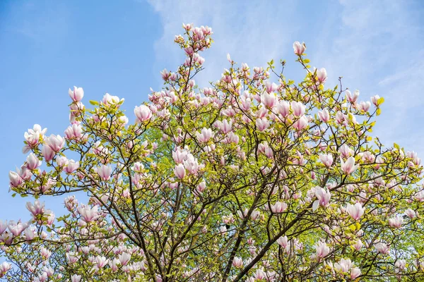 Kwitnąca Magnolia Tle Nieba Początek Wiosny Kwiecień Kwitną — Zdjęcie stockowe