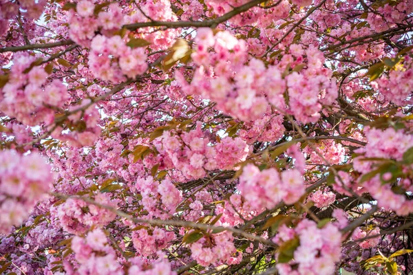 Fiori Ciliegio Giardino Inizio Primavera Aprile Fioritura — Foto Stock