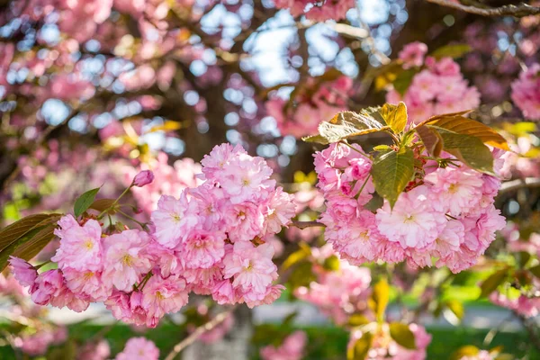 Körsbär Blommar Trädgården Början Våren April Blommar — Stockfoto