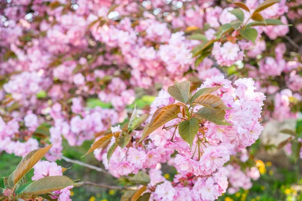 Kwitnie Wiśnia Ogrodzie Początek Wiosny Kwiecień Kwitną — Zdjęcie stockowe