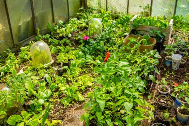 Serada yetişen fidanlar, vejetaryen yiyecekler, sağlıklı yiyecekler..