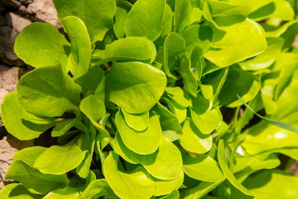 Lettuce Growing Greenhouse Vegetarian Food Healthy Food — Stock Photo, Image