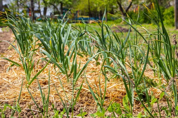 Knoblauch Wächst Garten Gesunde Ernährung — Stockfoto