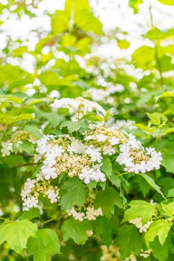Bahçede çiçek açan viburnum..