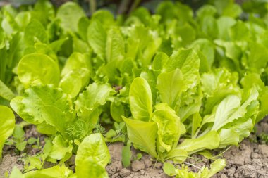 Bahçedeki yataklarda taze marul. Çevre yiyecekleri yeşil diyet vejetaryen ürün.