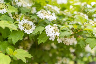 Bahçede çiçek açan viburnum..