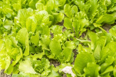 Bahçedeki yataklarda taze marul. Çevre yiyecekleri yeşil diyet vejetaryen ürün.