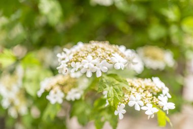 Bahçede çiçek açan viburnum..