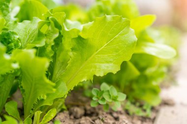 Bahçedeki yataklarda taze marul. Çevre yiyecekleri yeşil diyet vejetaryen ürün.