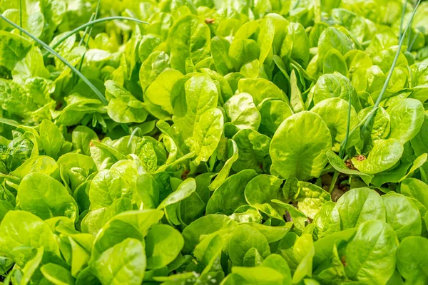 Alface Fresca Nas Camas Jardim Eco Alimento Dieta Verde Produto — Fotografia de Stock