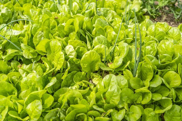 Alface Fresca Nas Camas Jardim Eco Alimento Dieta Verde Produto — Fotografia de Stock