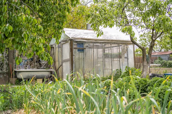 stock image home greenhouse in the garden. home grown organic vegetables.