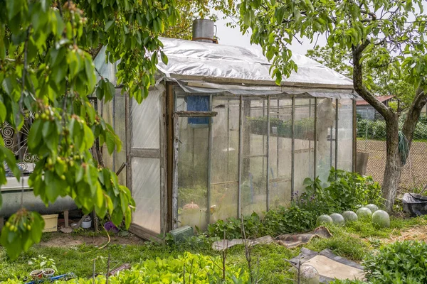 Serre Maison Dans Jardin Légumes Biologiques Cultivés Maison — Photo