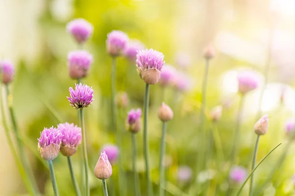 Petites Fleurs Violettes Dans Jardin Sur Fond Herbe Verte Cassée — Photo