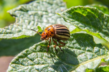 Colorado patates böceği patates yaprağı yer. yakın plan.