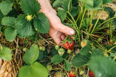 Bahçeden olgun çilek topluyorum. Meyve çiftliğindeki çilek tarlası. Taze olgun organik çilek beyaz sepetin içinde çilekli yatağın yanında kendi böğürtlen tarlanızı seçin..